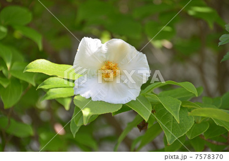 夏ツバキ 白い花 花木 初夏の花の写真素材