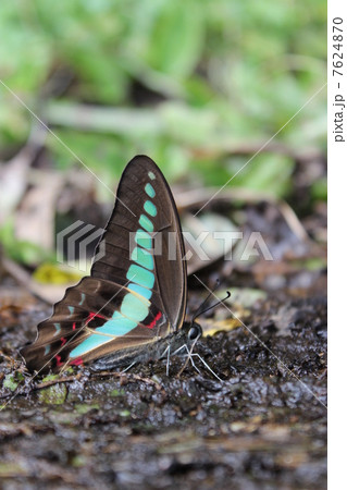 アオスジアゲハ アゲハチョウ 蝶 横向きの写真素材