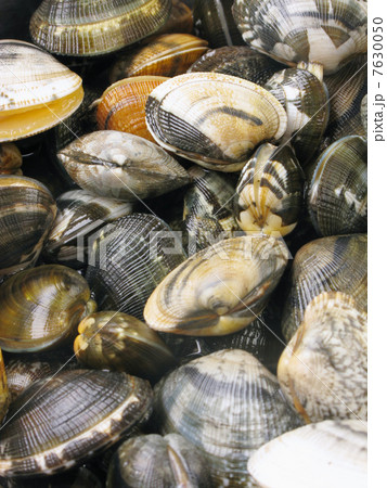 海水浄化 貝 模様の写真素材