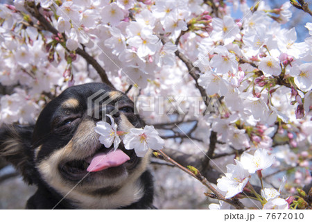桜 犬 うっとりの写真素材