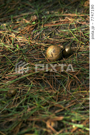 松露 ショウロ きのこの写真素材