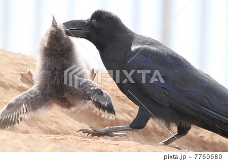 カラス 鳥 赤岩園地 ウトウの写真素材