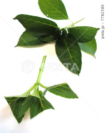 挿し木の仕方 さしほの写真素材