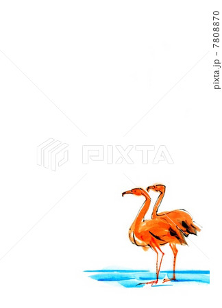 フラミンゴ かわいい 夏 和のイラスト素材