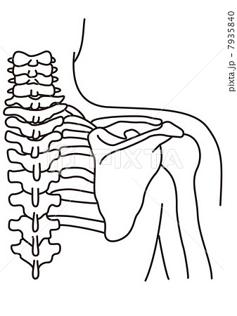 肩甲骨のイラスト素材