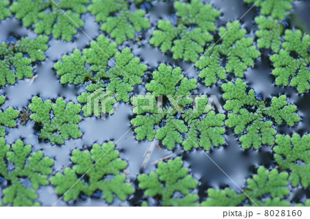 大赤浮草の写真素材