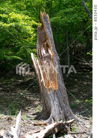 折れた枯れ木 樹木の写真素材
