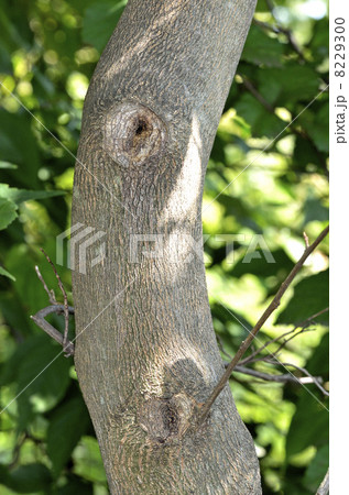 雑木林 縞模様 自生 樹皮の写真素材