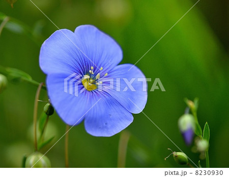 アマ 花 麻の原料 薄青色の写真素材