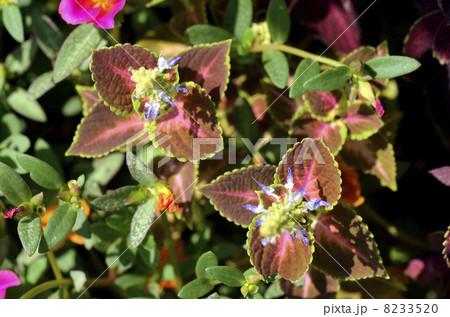 コリウス 非耐寒性多年草 コリウス属 インドネシア原産の写真素材