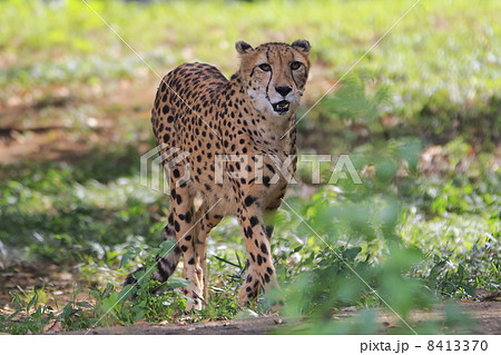 チーター 多摩動物園 野獣 絶滅危惧種の写真素材