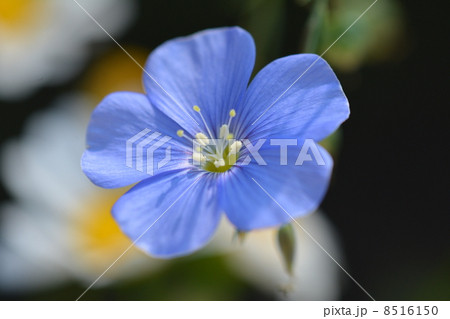 アマ 花 麻の原料 薄青色の写真素材