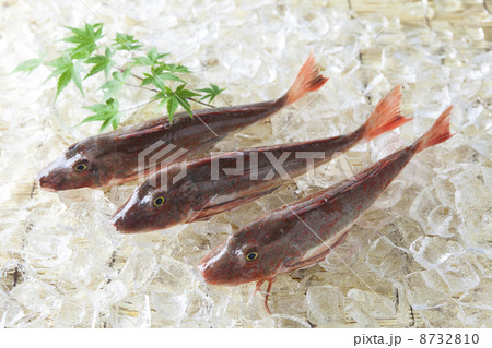 ホウボウ 鍋 魚類 旬の写真素材