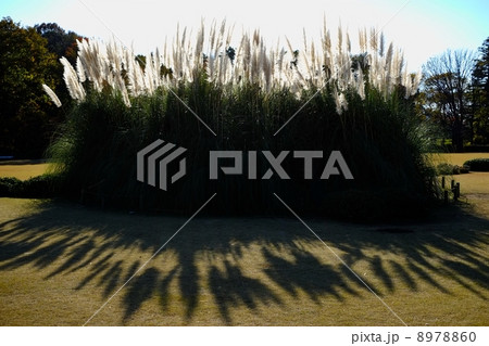 パンパース 植物の写真素材