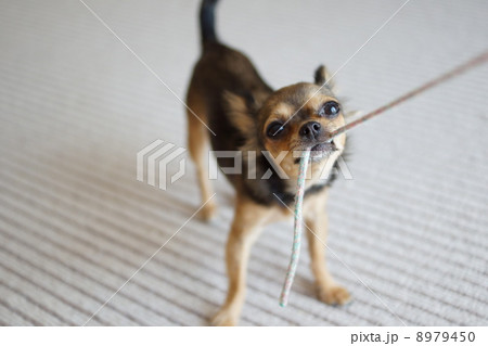 引っ張り合い 犬の写真素材