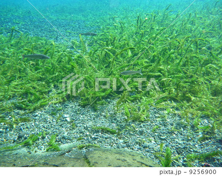 大カナダ藻の写真素材