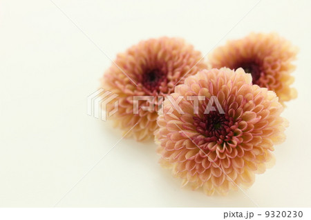 カリメロ スプレーマムの写真素材