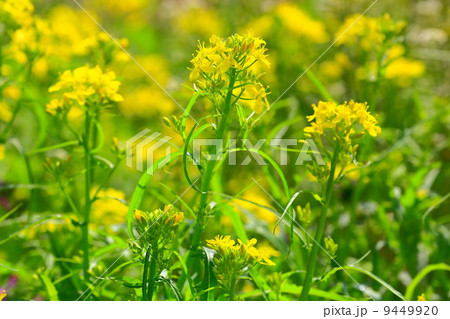 すべての美しい花の画像 エレガント水菜 花