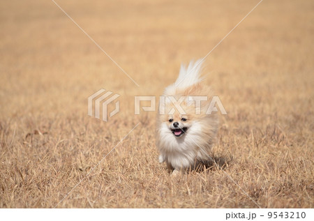 犬 一頭 ダッシュ ポメラニアンの写真素材 Pixta