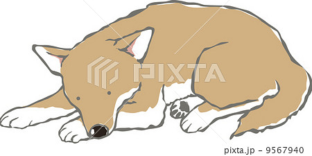 日本犬 寝る 動物 犬のイラスト素材