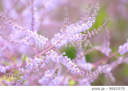 メイフラワー 花の写真素材