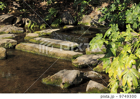 神田川の水源 湧水 武蔵野市 水源の写真素材