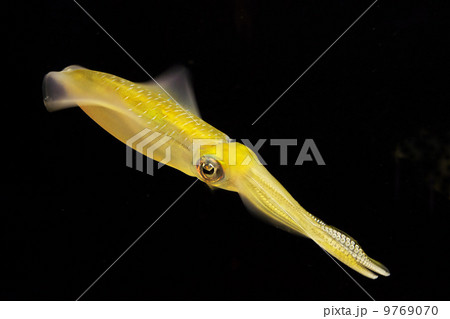 墨 軟体動物 イカソーメン 観賞用の写真素材