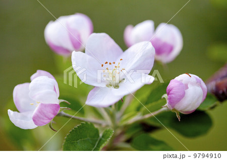 りんごの花の写真素材