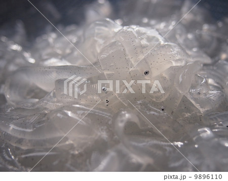 アナゴの稚魚 アナゴの写真素材