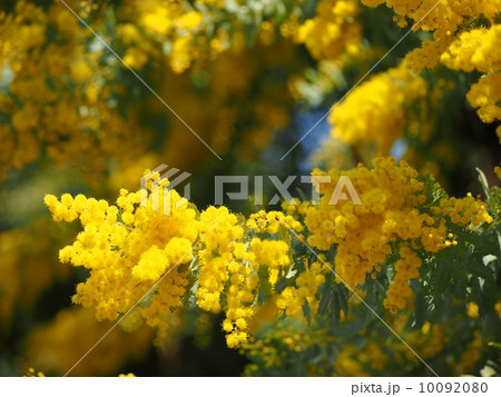 アヤシヤ 花 花粉の写真素材
