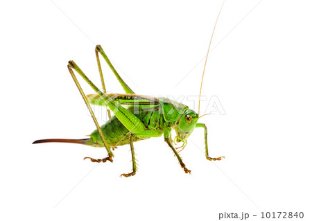 キリギリス きりぎりす 蟋蟀 昆虫の写真素材