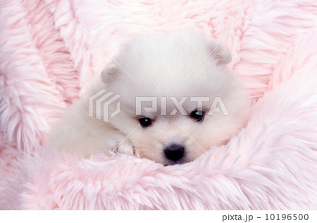 白い子犬の写真素材