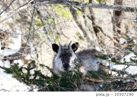 眼下腺の写真素材 眼下腺の写真素材