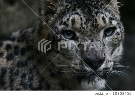 Snowleopard カッコいいの写真素材