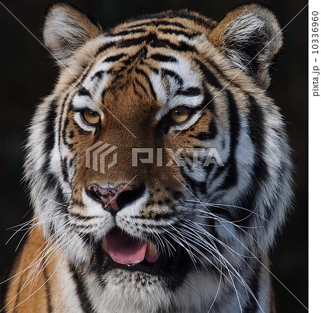 迫力があるトラの写真素材