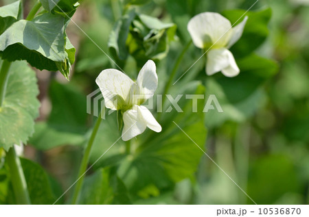 花 スナップエンドウ 白い花 植物の写真素材