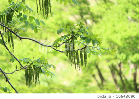 樹木 大木 くるみの木 植物の写真素材