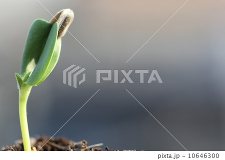 種 ひまわり 発芽の写真素材