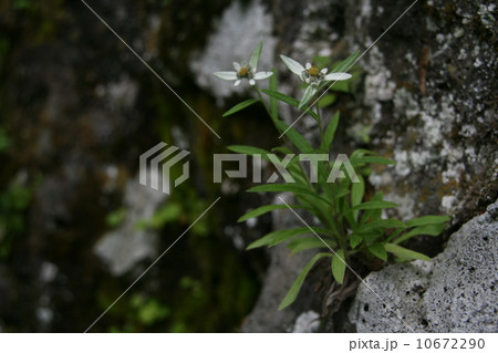 エーデルワイス 花の写真素材