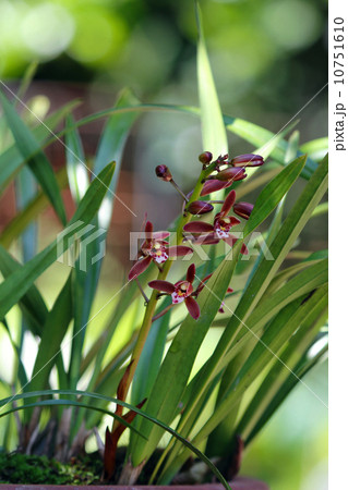 キンリョウヘンの写真素材 - PIXTA