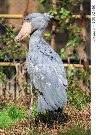 ハシビロコウ 鳥 くちばし 面白い顔の写真素材