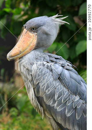 ハシビロコウ 鳥 くちばし 面白い顔の写真素材