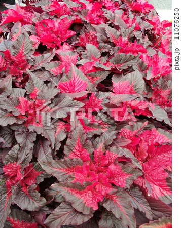 ハゲイトウ 花園 葉鶏頭 アマランサスの写真素材