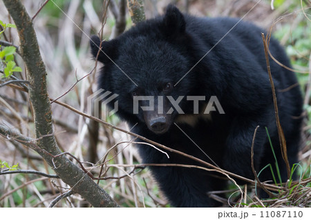 熊　胆のう　月の輪熊 bear2-640x426.jpg