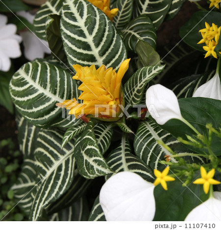 アフェランドラ ダニアの写真素材