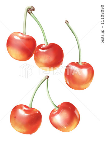 さくらんぼ 果物 リアルイラスト 桜桃の写真素材