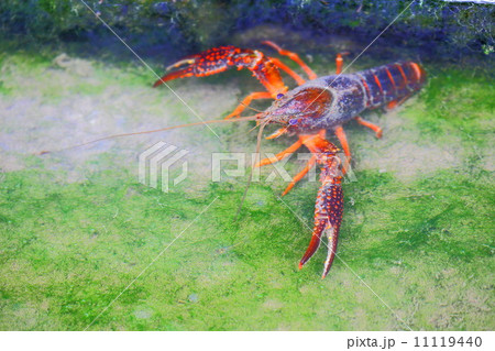 ザリガニ ハサミ 威嚇 足立区の写真素材