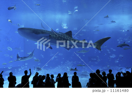 油彩画「魚の海中公園」油絵 風景画 絵画 絵 海 浅瀬　原画 F12 海の中のサンゴ礁/油絵風アート - メルカリ