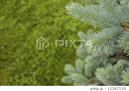 もみの木の新芽の写真素材 - PIXTA