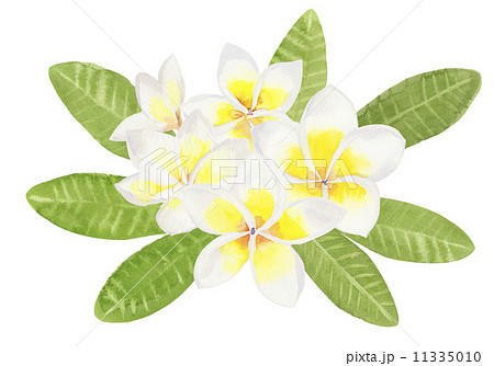 ハワイイメージ レイ 白い花のイラスト素材